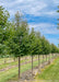 A row of Greenspire Littleleaf Linden trees in the nursery with green leaves.