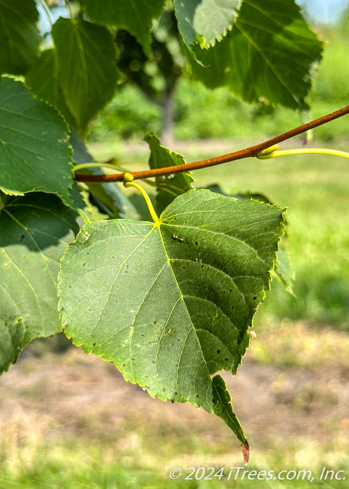 Closeup of green heart-shaped leaf with serrated edges.