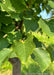 Closeup of a green leaf.