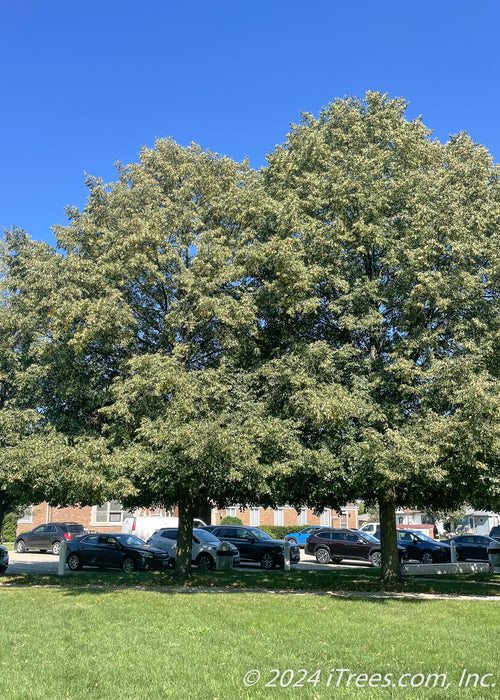A row of Greenspire Littleleaf Linden trees planted along a walkway near a parking lot.