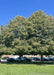 A row of Greenspire Littleleaf Linden trees planted along a walkway near a parking lot.
