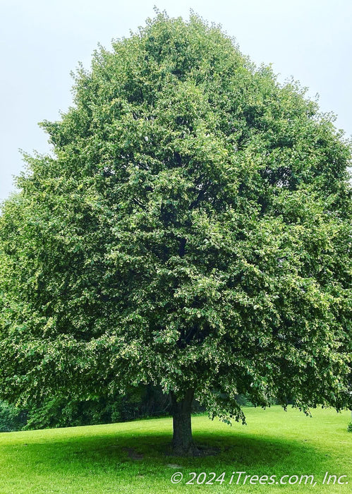 A mature Greenspire Littleleaf Linden seen in bloom, just after a rainfall.