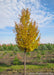 Greenspire Littleleaf Linden with bright yellow fall color.