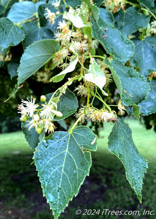 Closeup of green leaves with bright yellow veins with raindrops on them, 