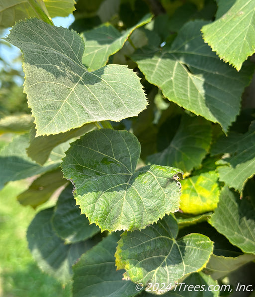 Closeup of large heart-shaped leaves with serrated edges.