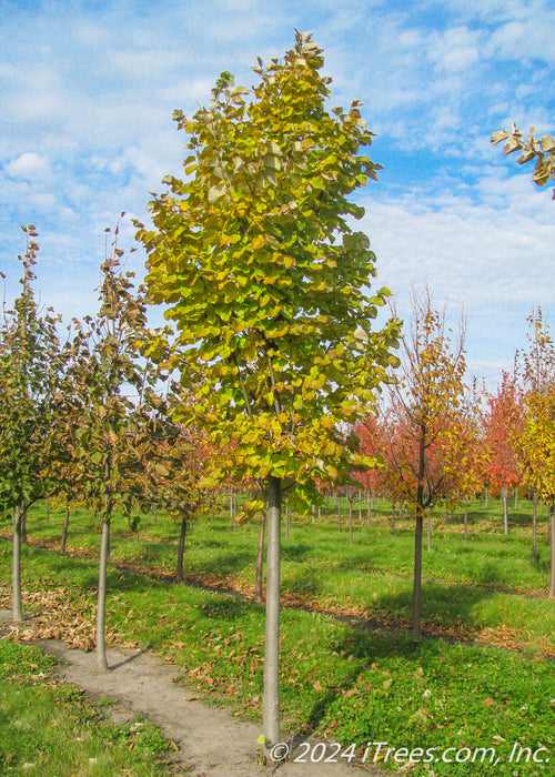 Green Mountain Silver Linden in the nursery transitioning fall color from green to yellow.