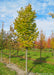 Green Mountain Silver Linden in the nursery transitioning fall color from green to yellow.