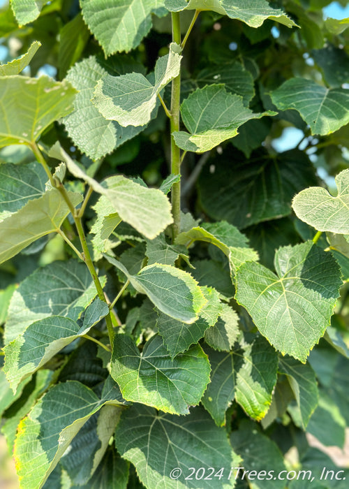 Closeup of branches covered in large heart-shaped green leaves with serrated edges.