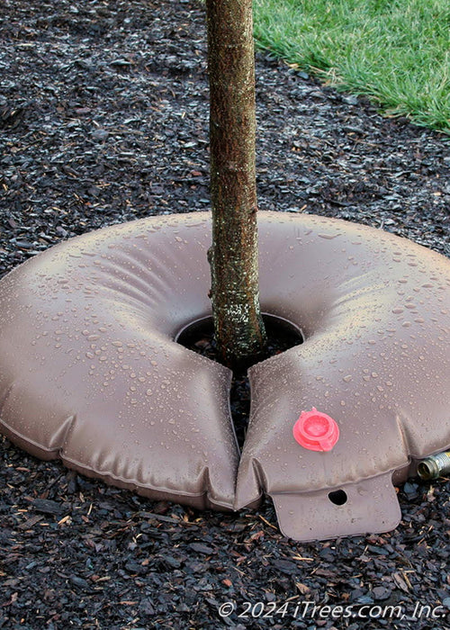 A filled up treegator around a newly planted single trunk tree.