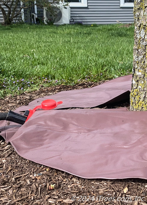 A hose placed inside of the treegator to begin filling it.