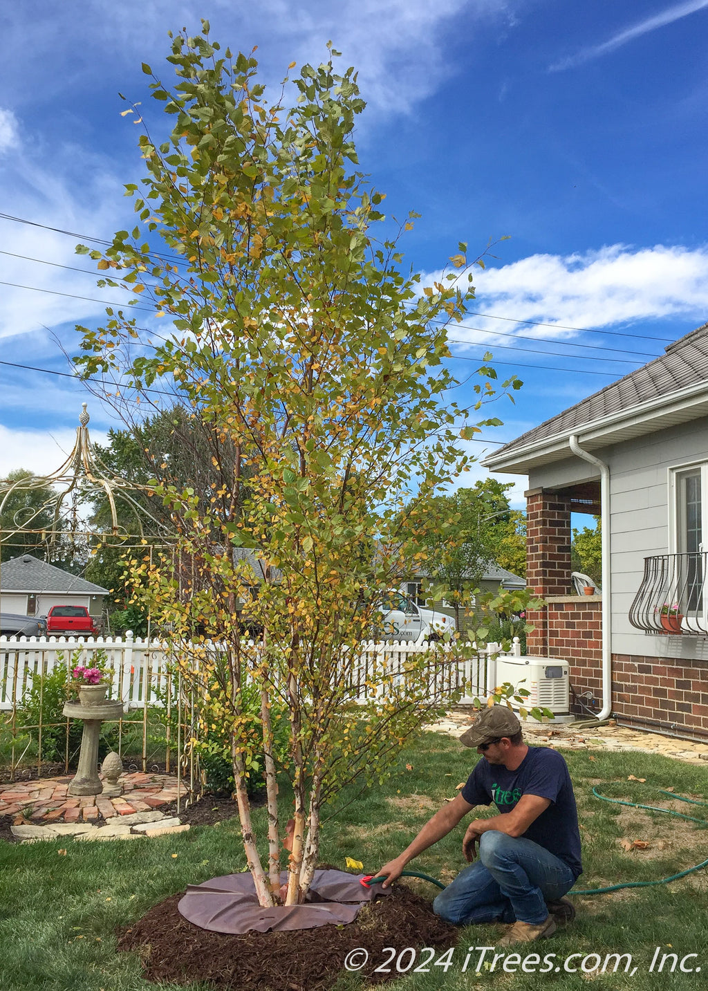 Jane Magnolia Tree | Delivery, Planting & 1-Year Warranty - iTrees.com