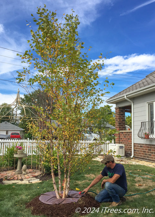 An iTrees.com crew member fills up a treegator placed around a clump form birch that's been newly planted.