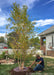 An iTrees.com crew member fills up a treegator placed around a clump form birch that's been newly planted.