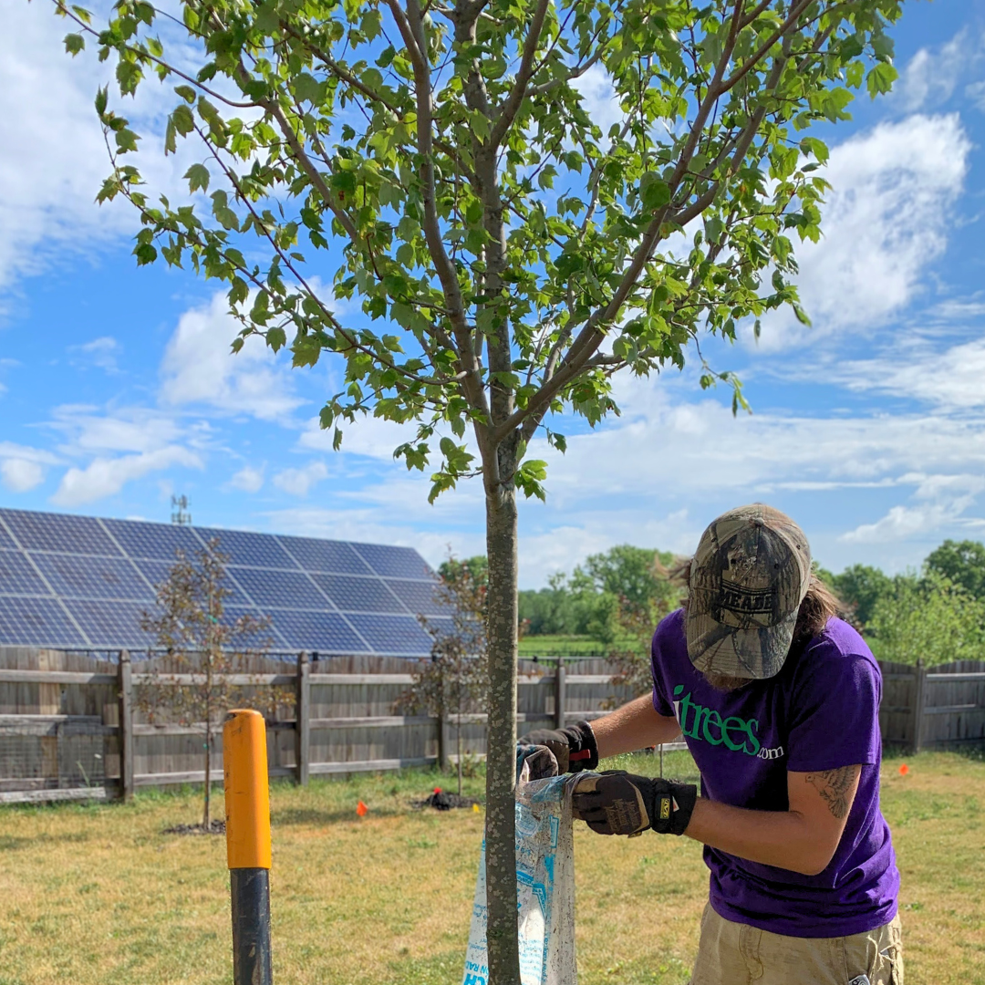 An iTrees.com Crew member carefully plants a shade tree in the foreground, with a solar array in the background.