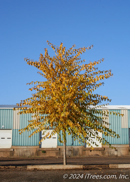 Triumph Elm with bright yellow fall color planted in a warehouse parking lot.