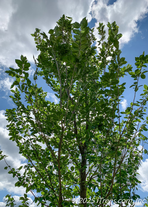View looking up toward the top of a young New Horizon Elm's canopy covered in bright green leaves, against a bright blue cloudy sky backdrop.