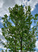 View looking up toward the top of a young New Horizon Elm's canopy covered in bright green leaves, against a bright blue cloudy sky backdrop.