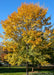 A maturing Triumph Elm in fall with bright yellow-gold changing fall color.