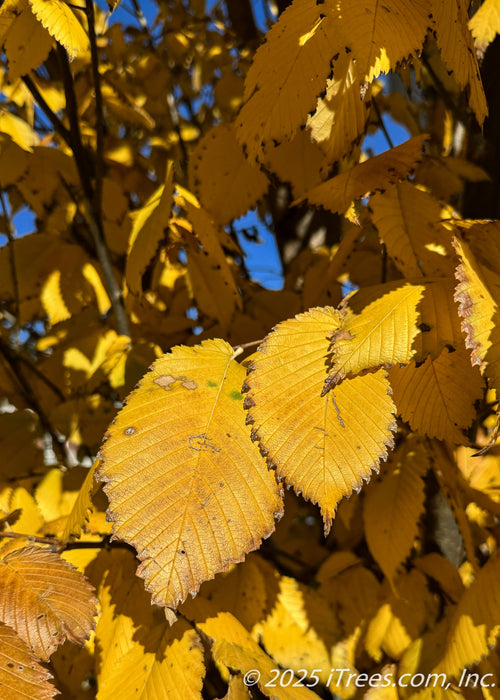 Closeup of finely serrated golden-yellow leaves.