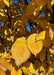 Closeup of finely serrated golden-yellow leaves.