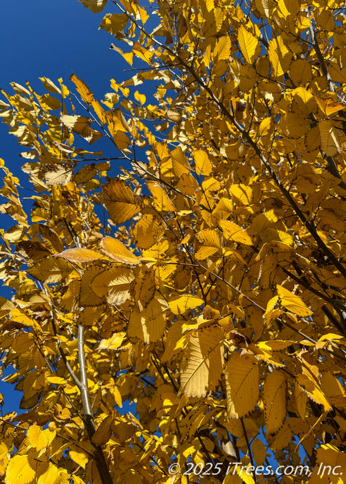 View looking up at upward sweeping branches with golden-yellow leaves with brown serrated tips, against a bright blue sky.