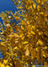 View looking up at upward sweeping branches with golden-yellow leaves with brown serrated tips, against a bright blue sky.