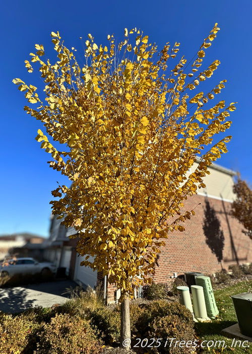 A young Emerald Sunshine Elm planted in a front landscape bed of a townhome association, in fall with upright branches covered in golden-yellow leaves.