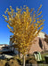 A young Emerald Sunshine Elm planted in a front landscape bed of a townhome association, in fall with upright branches covered in golden-yellow leaves.
