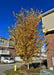 A young Emerald Sunshine Elm planted in a front landscape bed of a townhome association, in fall with upright branches covered in golden-yellow leaves.