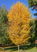 Princeton American Elm with yellow-gold fall color planted in an open area of a backyard.