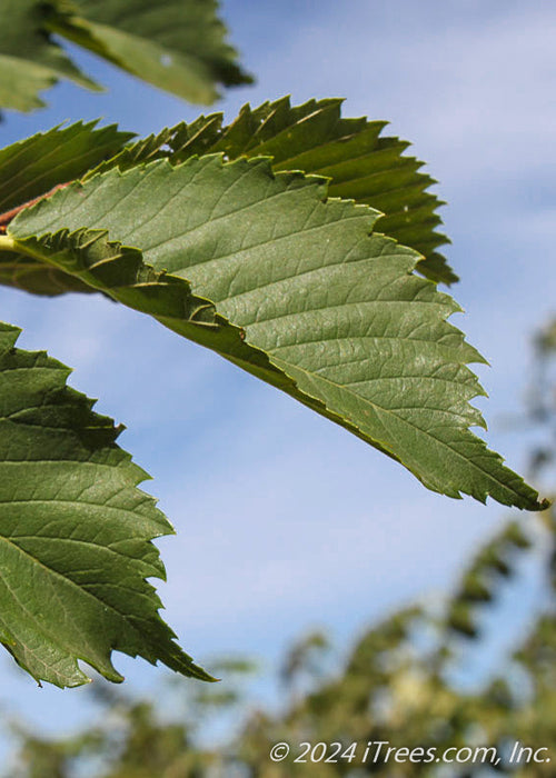 Closeup of large dark green leaves with sharply serrated edges.