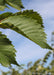 Closeup of large dark green leaves with sharply serrated edges.