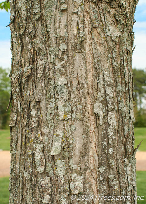 Closeup of mature tree trunk showing planks of bark peeling away from the tree's tunk.