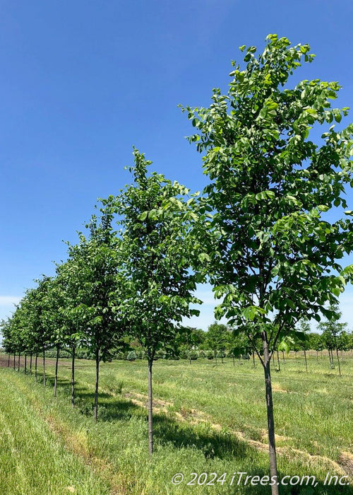 A row of Jefferson American Elm grow in the nursery with green leaves, and smooth grey trunks. Green grass and blue skies in the background.