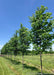 A row of Jefferson American Elm grow in the nursery with green leaves, and smooth grey trunks. Green grass and blue skies in the background.