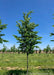 A single Jefferson Elm grows in the nursery with dark green leaves. Green grass, other tree rows and blue skies in the background.