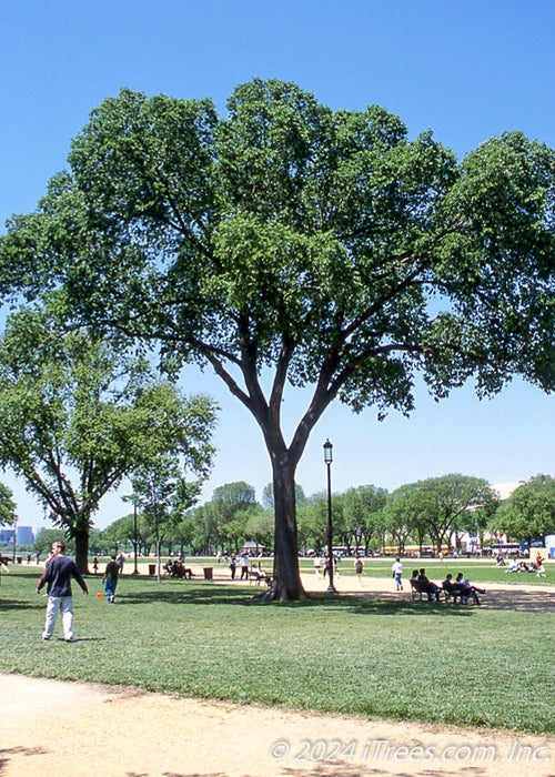 A fully mature Jefferson American Elm planted on the greens of the National Mall in Washington D.C., seen with people sitting on benches and walking in the park in the background.