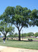 A fully mature Jefferson American Elm planted on the greens of the National Mall in Washington D.C., seen with people sitting on benches and walking in the park in the background.