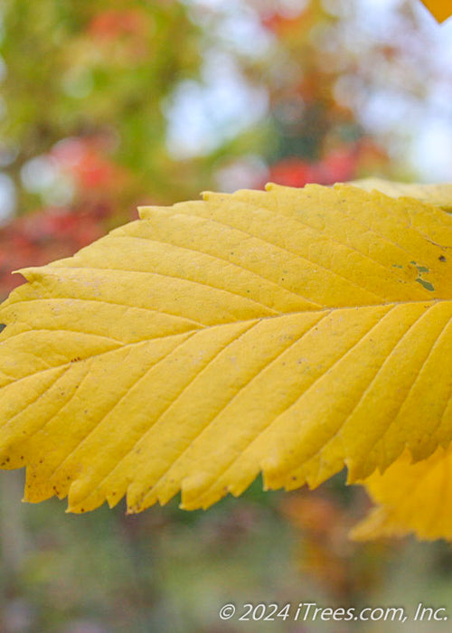 Closeup of buttery yellow fall leaf.