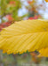 Closeup of buttery yellow fall leaf.
