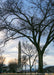 A fully mature Jefferson American Elm without leaves, planted on the greens of the National Mall. Seen in silhouette with the Washington Monument in the background. 