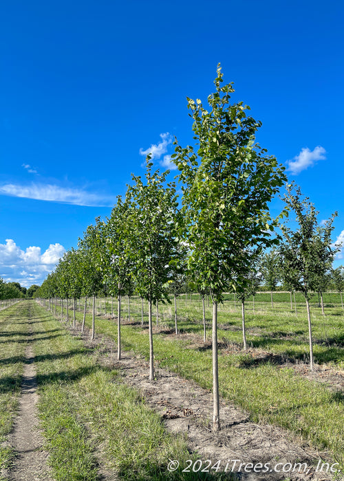 A row of Princeton American Elm with green leaves.