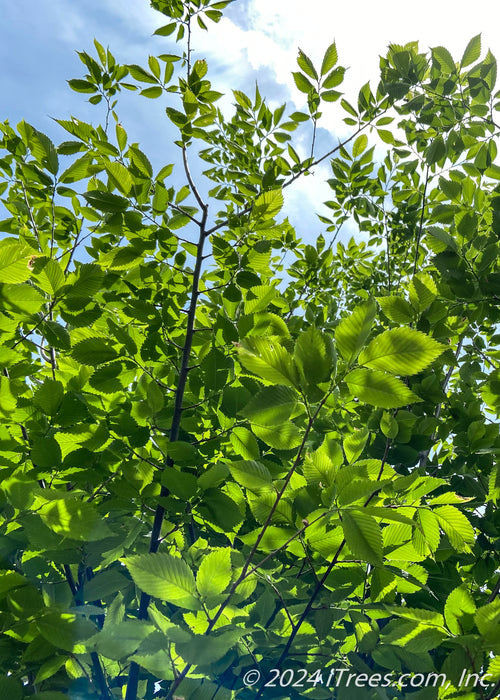Closeup view of the underside of the upper branching showing bright green leaves with the sun filtering through.