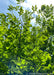 Closeup view of the underside of the upper branching showing bright green leaves with the sun filtering through.