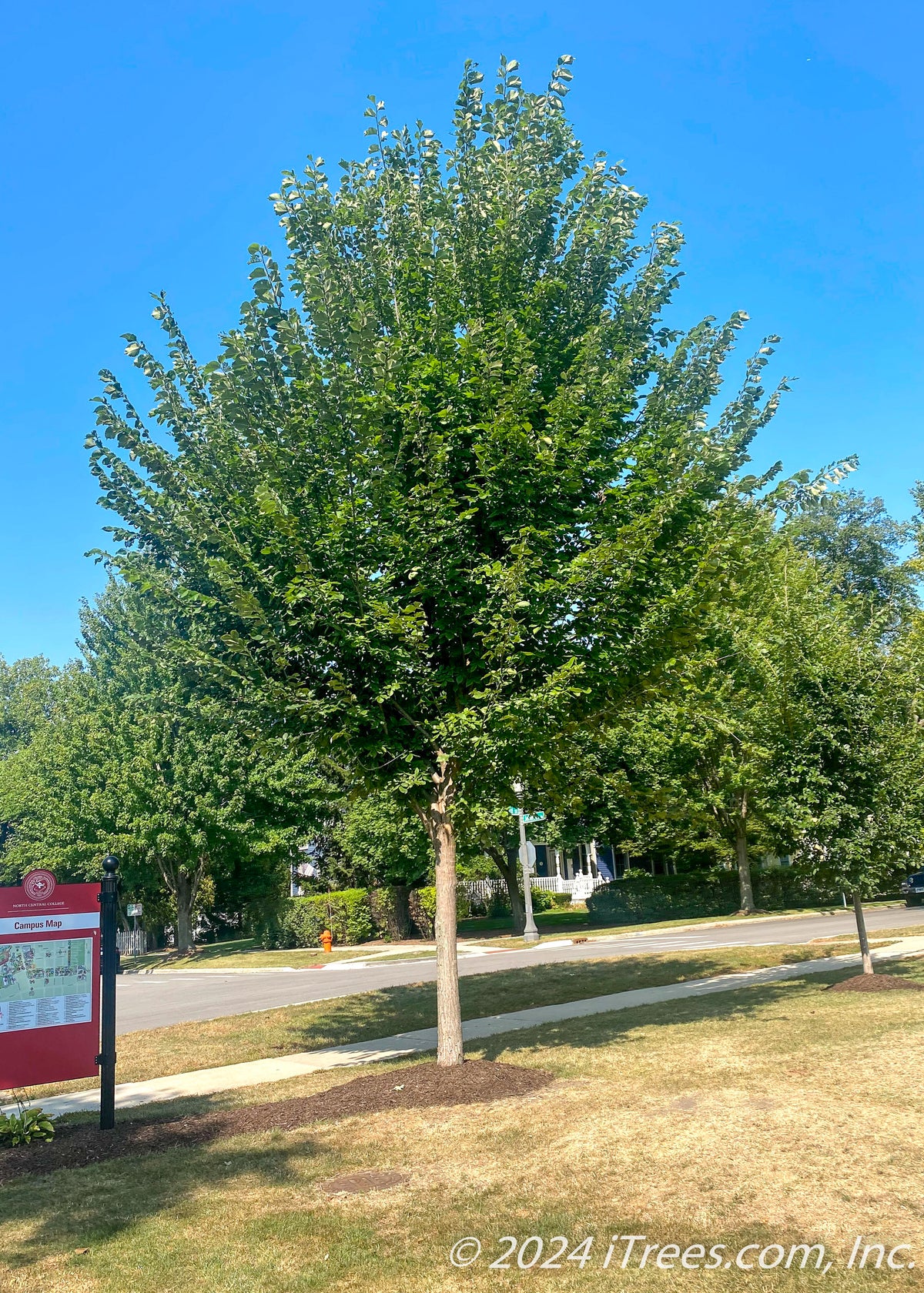 American Elm Tree American Elm Ulmus Americana L. (5Gal) Midwest