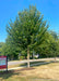 Mature Princeton American Elm with green leaves.