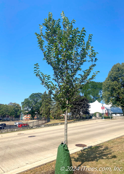 Princeton American Elm planted along a road.