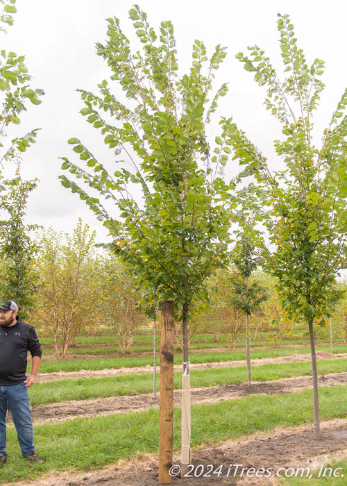 A Princeton American Elm at the nursery with a large ruler standing up to it to show its canopy height of 5 ft.