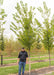 Princeton American Elm at the nursery with a person standing nearby their head is at canopy height.