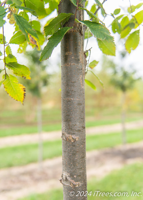 Closeup of upper trunk and green leaves.